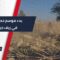 بدء موسم حصاد القمح في دير الزور ومديرية الحبوب تنهي استعدادها لاستلام المحصول