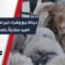 مع اقتراب عيد الأضحى، إقبال على شراء الأضاحي في أسواق حمص وسط انخفاض في الأسعار 