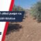 رغم جرف مساحات واسعة منها… بدء موسم قطاف الزيتون في محافظة القنيطرة